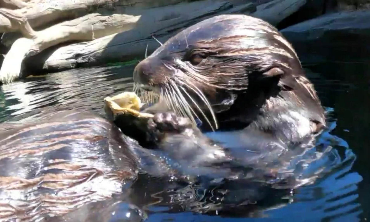 Lontras-marinhas adoravelmente batem ostras contra as rochas de sua piscina