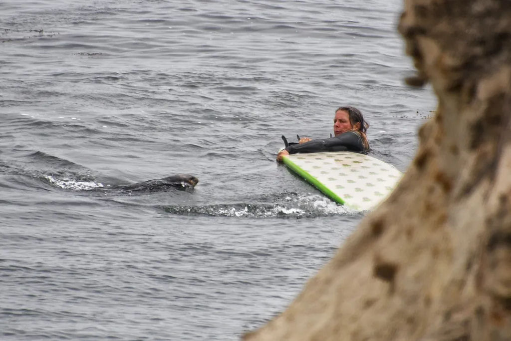 Lontra ladra de pranchas de surf est incomodando autoridades da vida selvagem na Califrnia