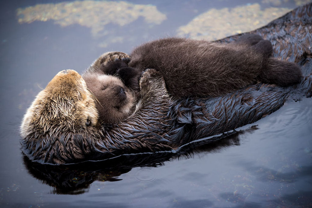 Os mimos desta mame lontra do mar a seu beb vo adoar o seu dia