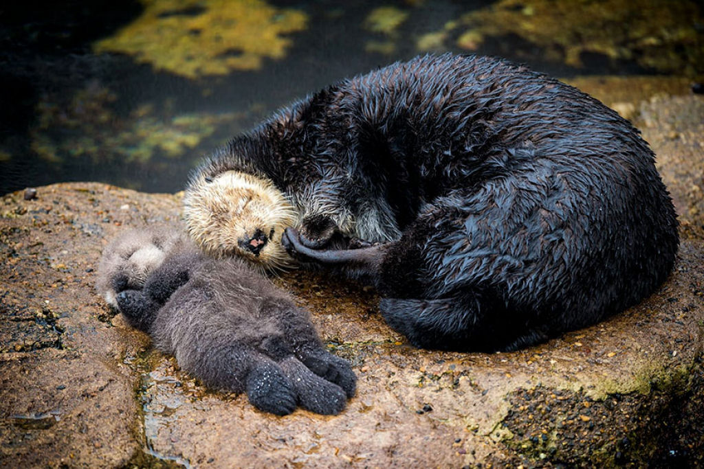 Os mimos desta mame lontra do mar a seu beb vo adoar o seu dia