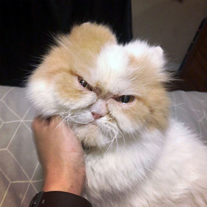 Parece que a Internet j encontrou um substituto para o Grumpy Cat 04