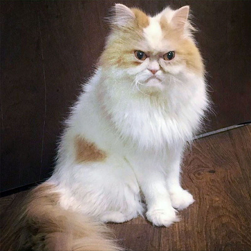 Parece que a Internet j encontrou um substituto para o Grumpy Cat 05