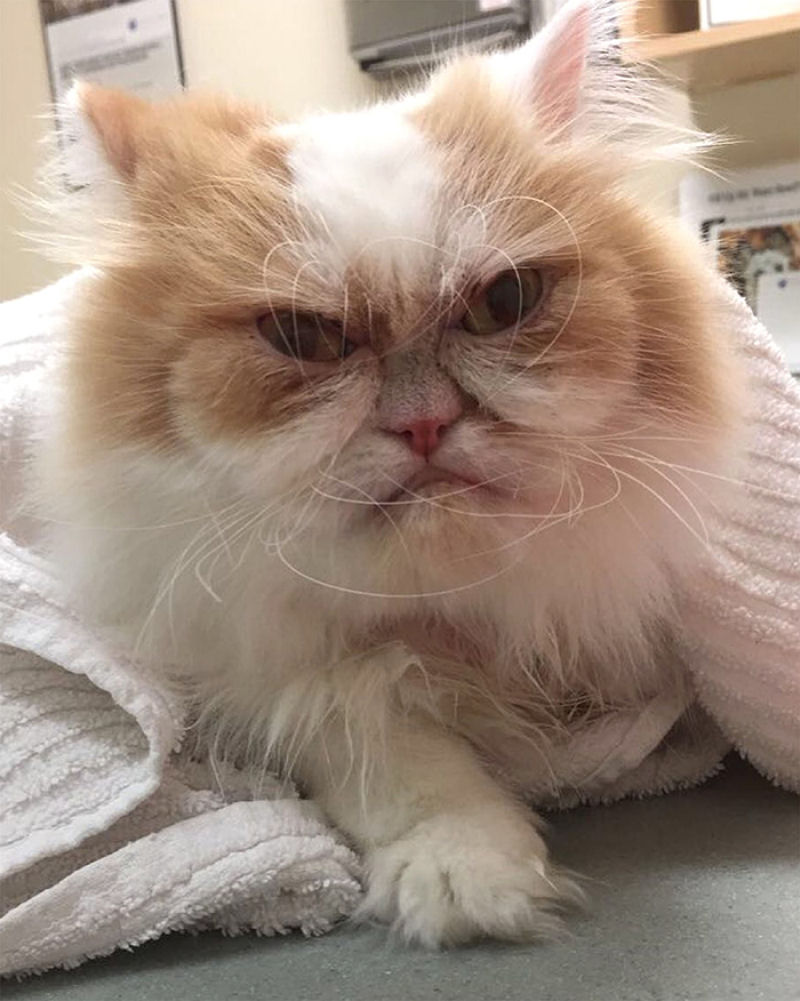 Parece que a Internet j encontrou um substituto para o Grumpy Cat 11