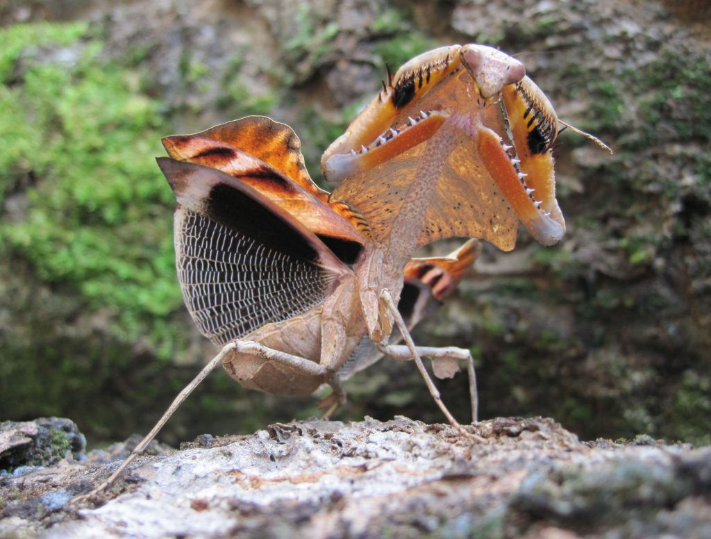 Louva-a-deus podem devorar outros insetos maiores que eles