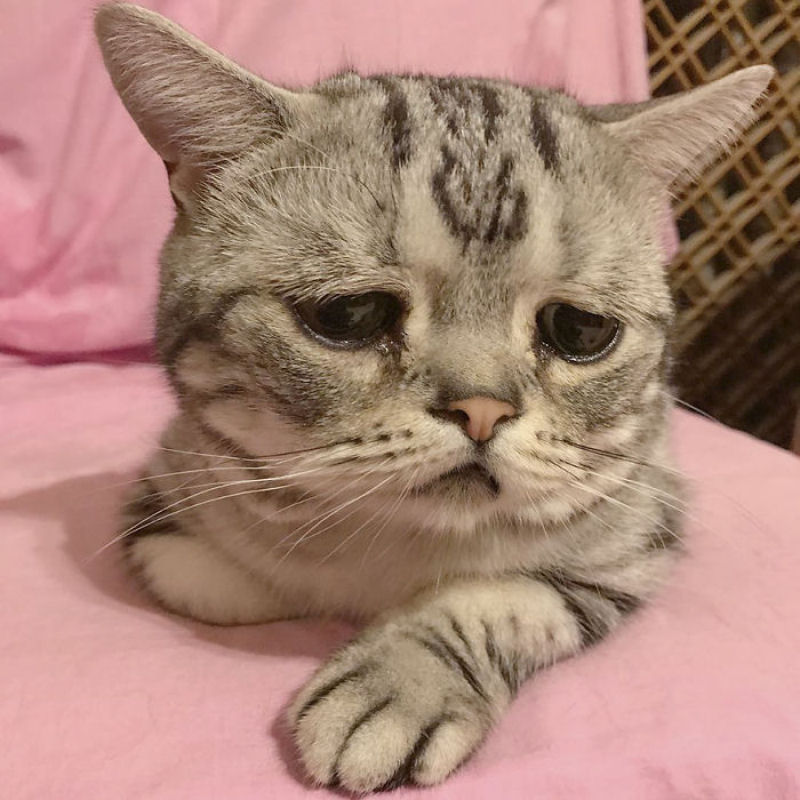 Conhea Luhu, a gatinha mais triste do mundo 01