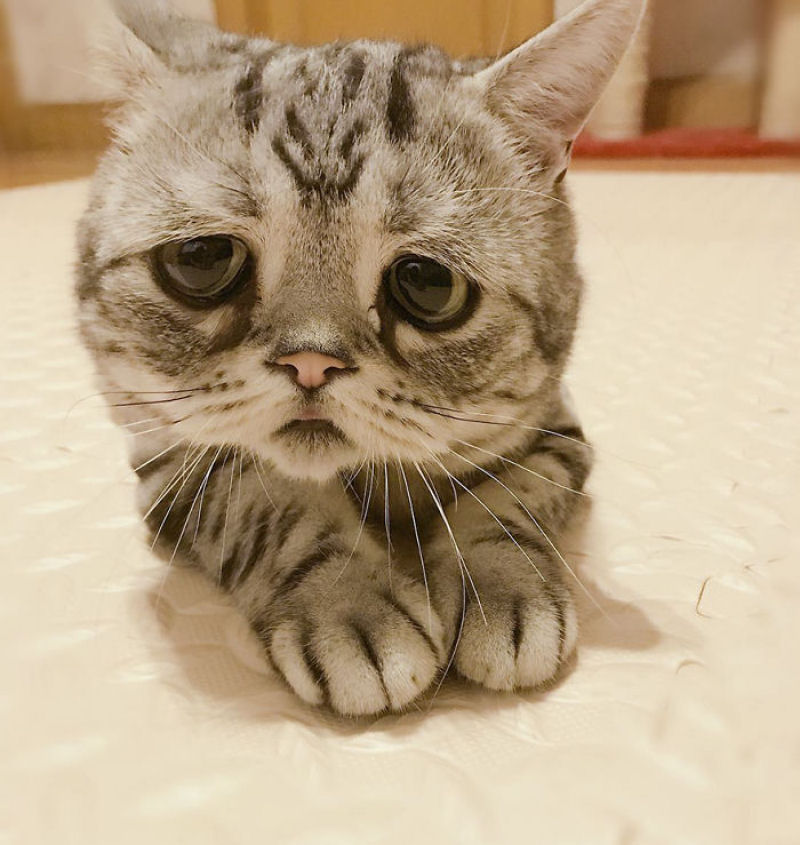 Conhea Luhu, a gatinha mais triste do mundo 06