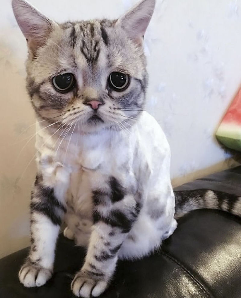 Conhea Luhu, a gatinha mais triste do mundo 12