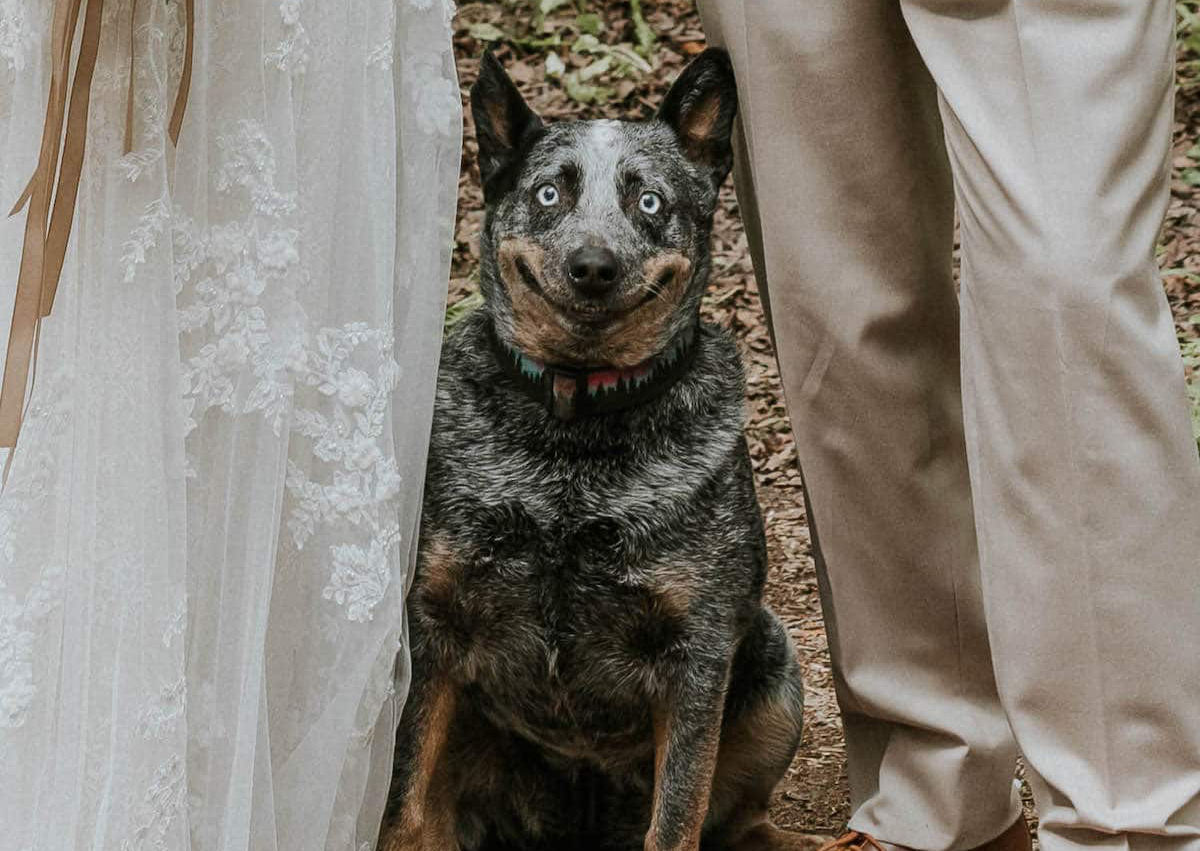 Adorvel cadela fotobomba a foto do casamento de seus humanos com o sorriso mais fofo