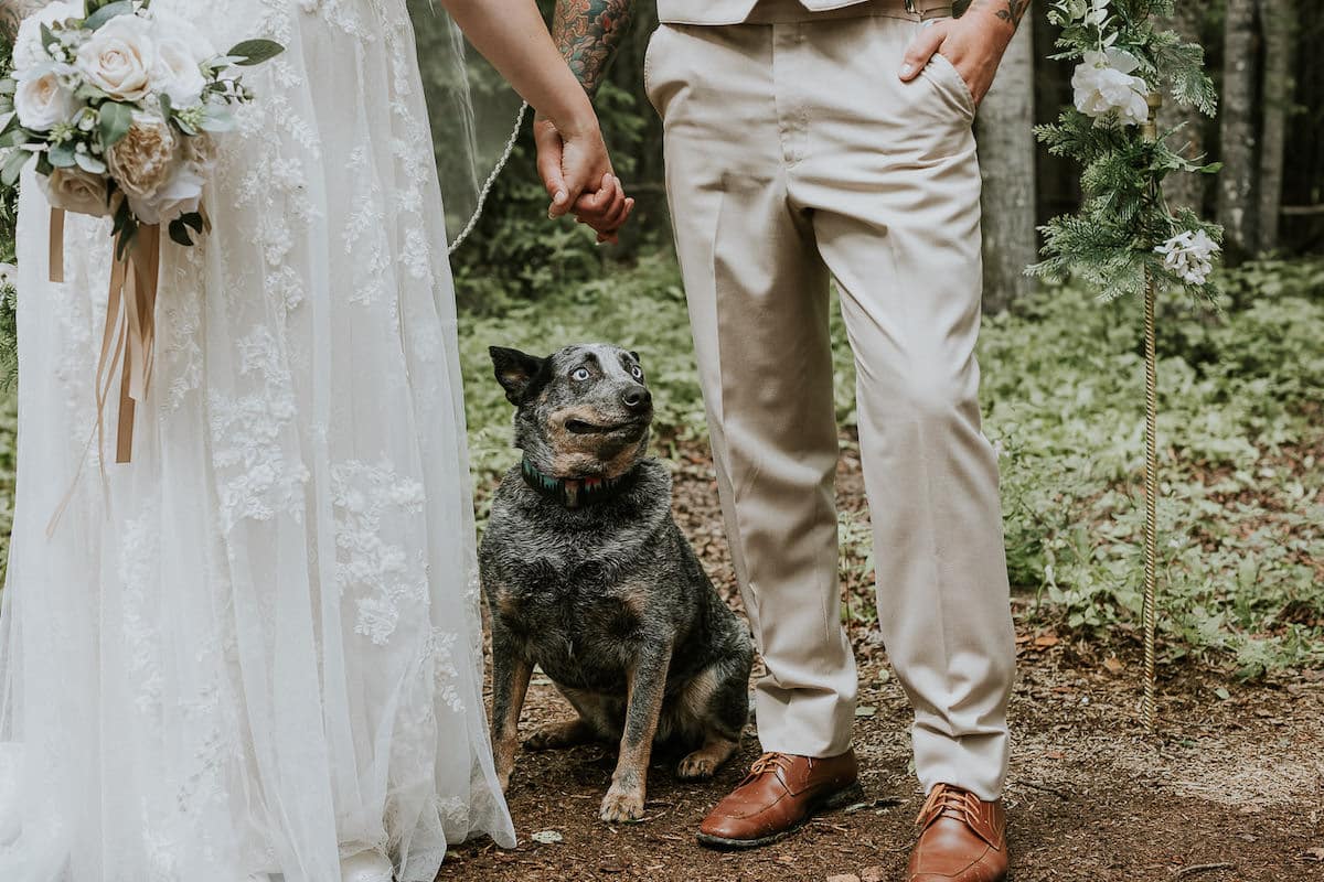 Adorvel cadela fotobomba a foto do casamento de seus humanos com o sorriso mais fofo