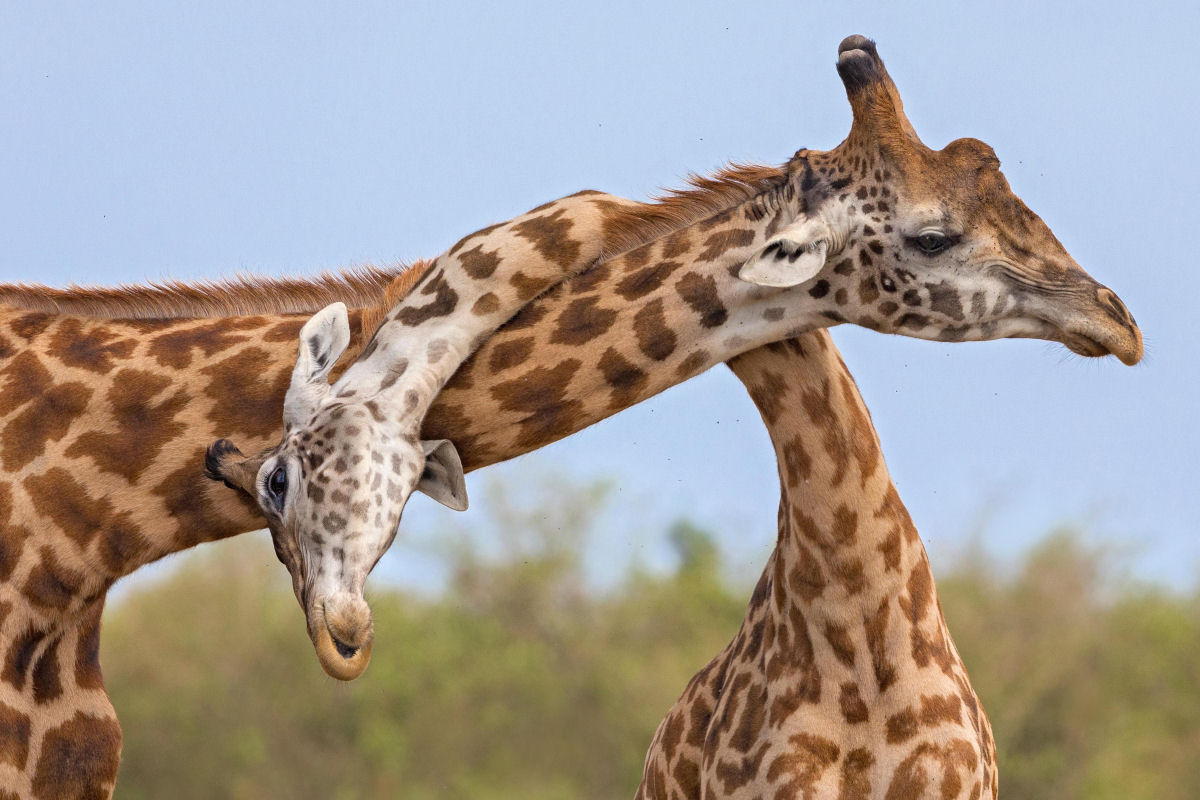 As girafas preferem uma luta justa e honrada, mas violenta