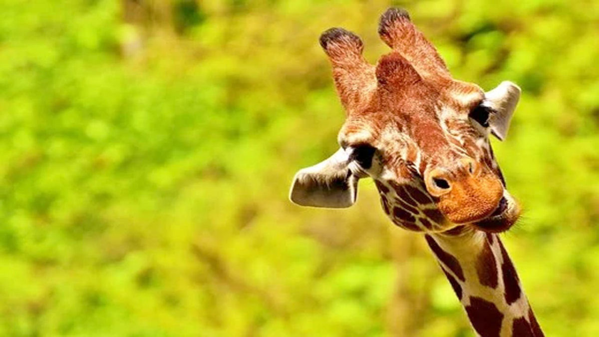 As girafas preferem uma luta justa e honrada, mas violenta