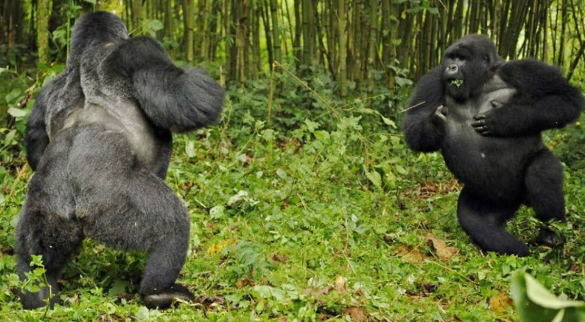 Furiosos gorilas-de-costas-prateadas disputam espao no zoolgico!