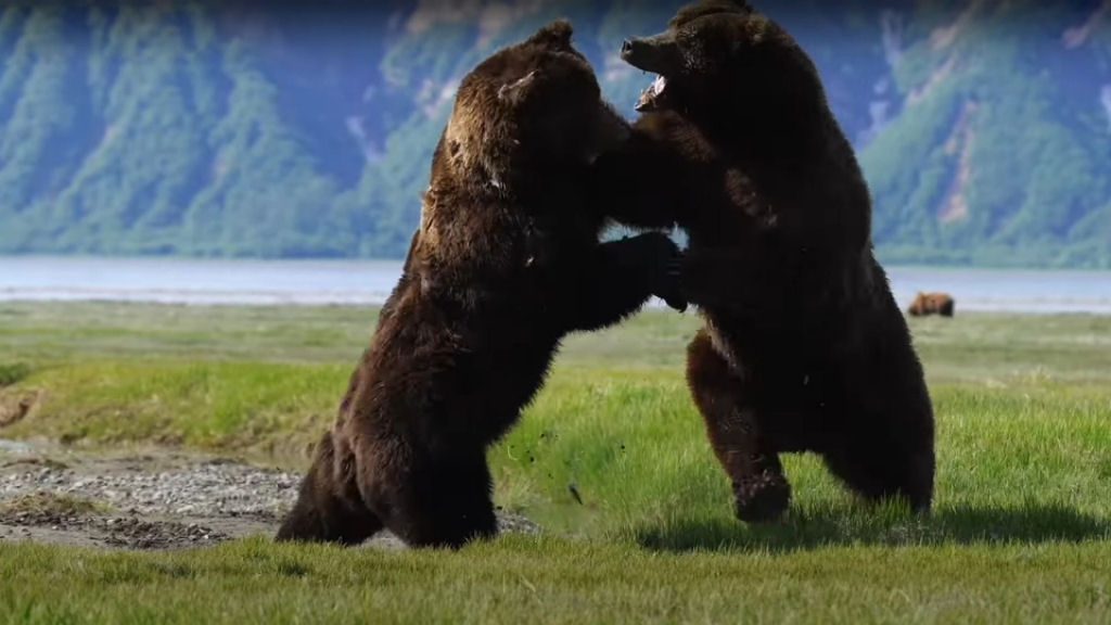 Fotgrafo encontra dois ursos-pardos e filma a me de todas as batalhas