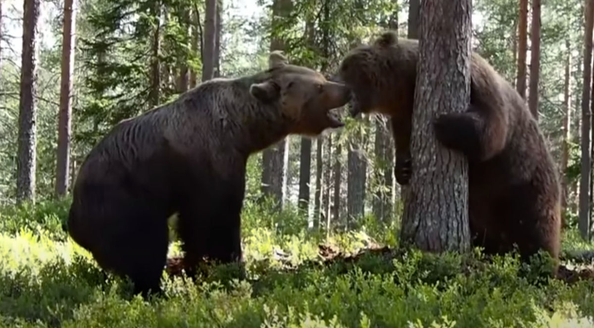 A brutal batalha entre dois ursos lutando por território