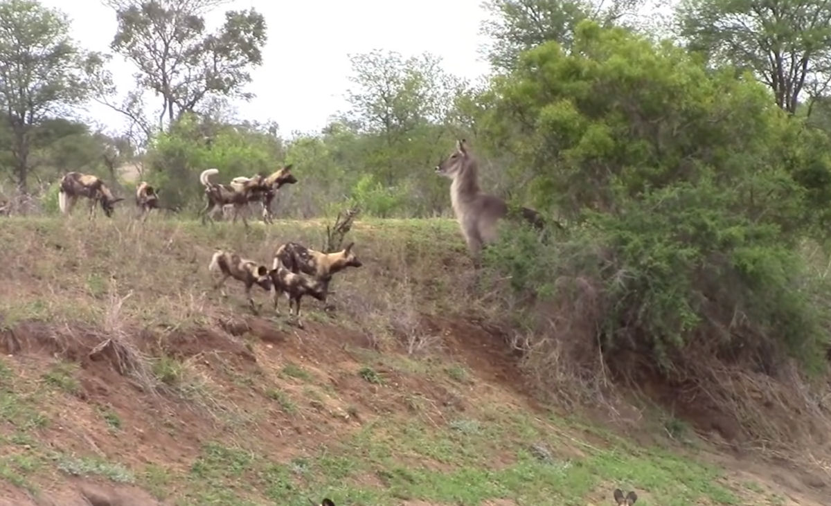 Matilha de mabecos abate um antlope 20 vezes maior que seu tamanho