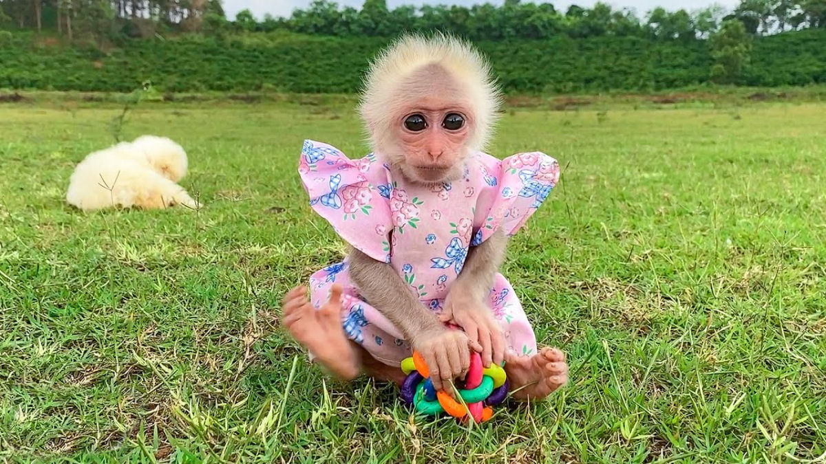 Pequena filhote de macaco se torna melhor amiga de uma leitoa