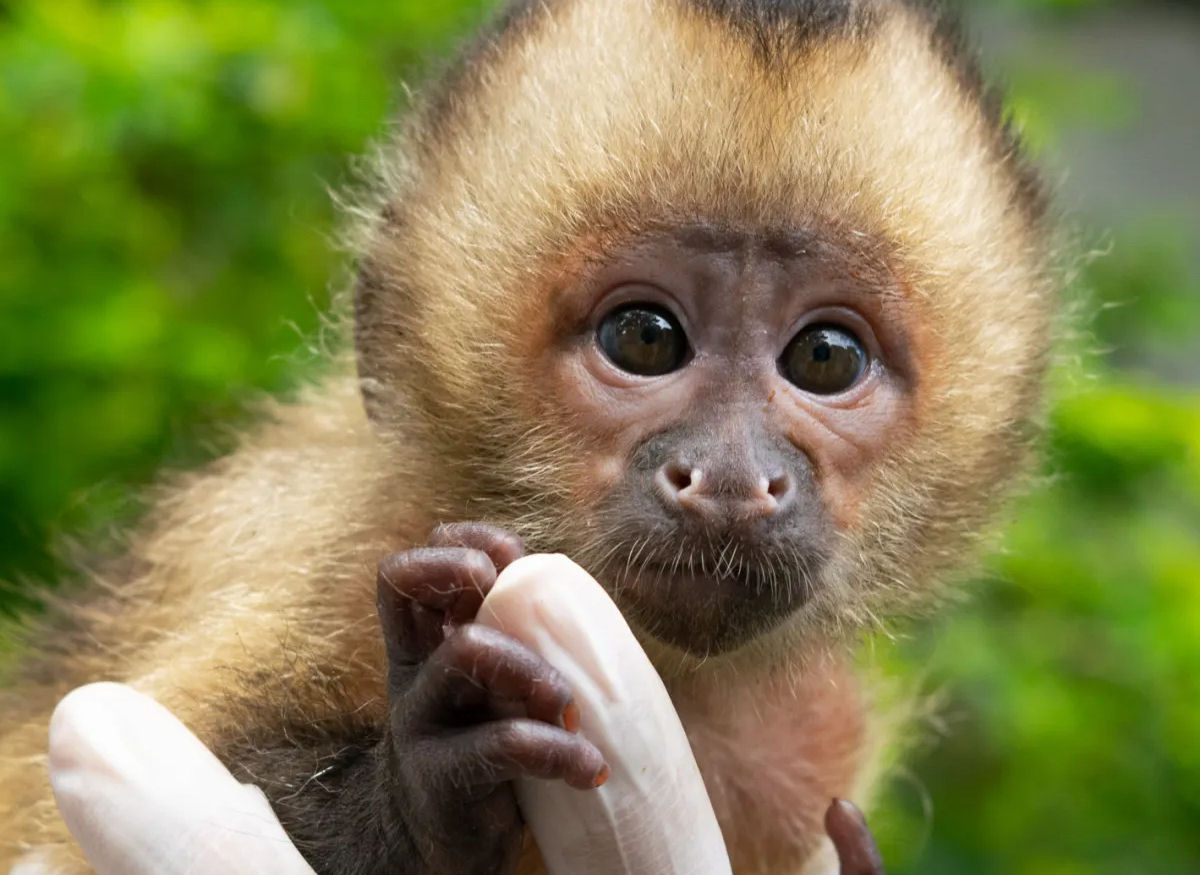 Porque adotar um macaco como animal de estima��o � uma p�ssima ideia
