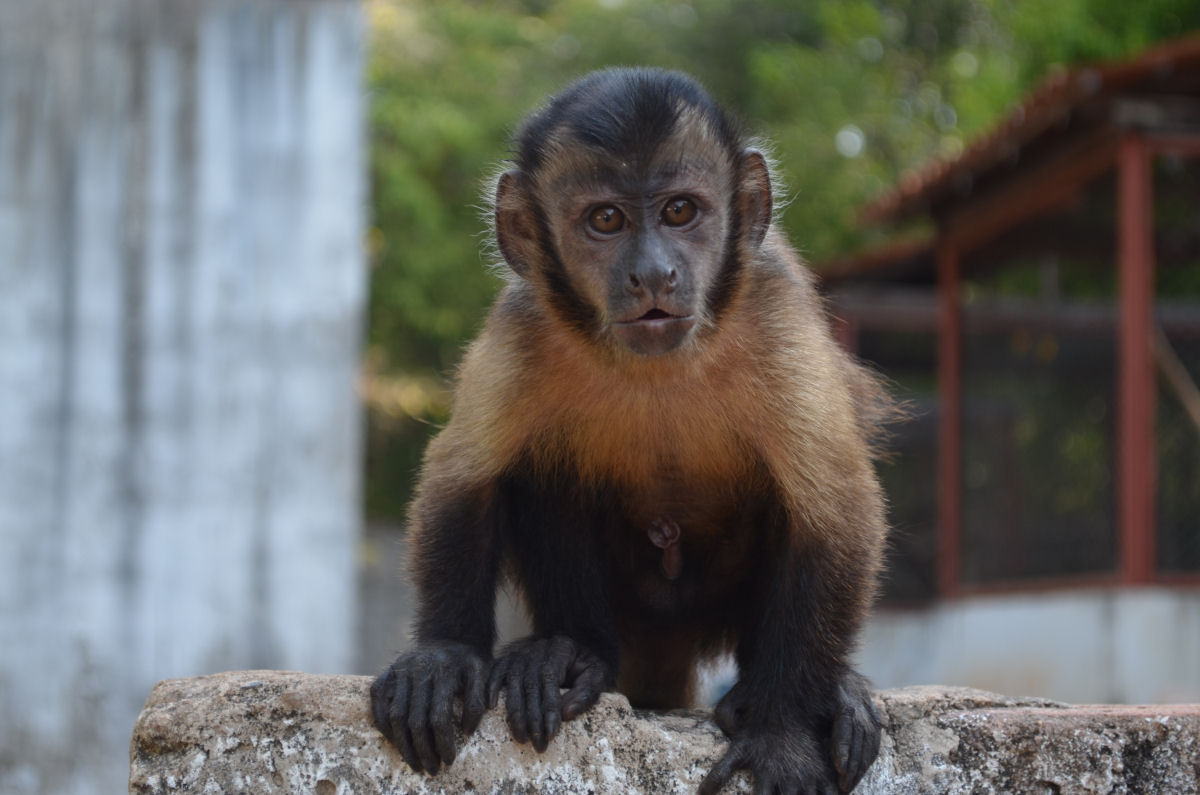 Porque adotar um macaco como animal de estima��o � uma p�ssima ideia