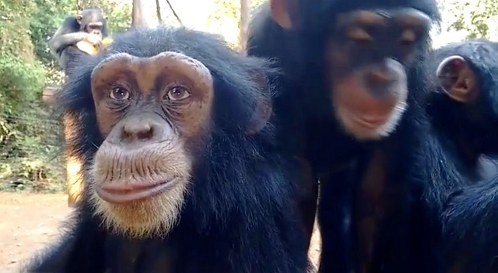 Os estranhos chimpanzs com olhos humanos
