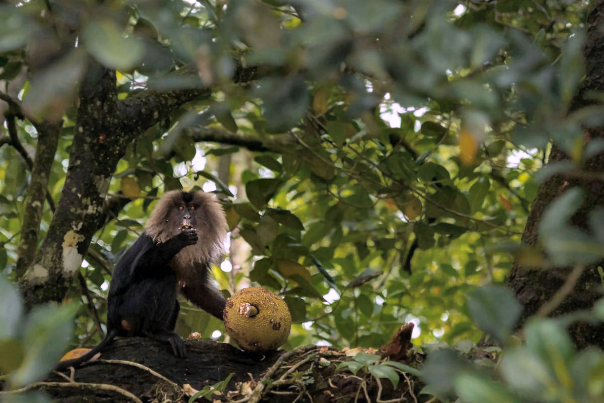 Macacos-cauda-de-leo competem com esquilos do Malabar por jacas maduras