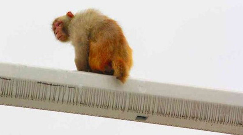 Chinesa provoca acidente de trnsito ao distrair-se com a bunda de um macaco no poste 03