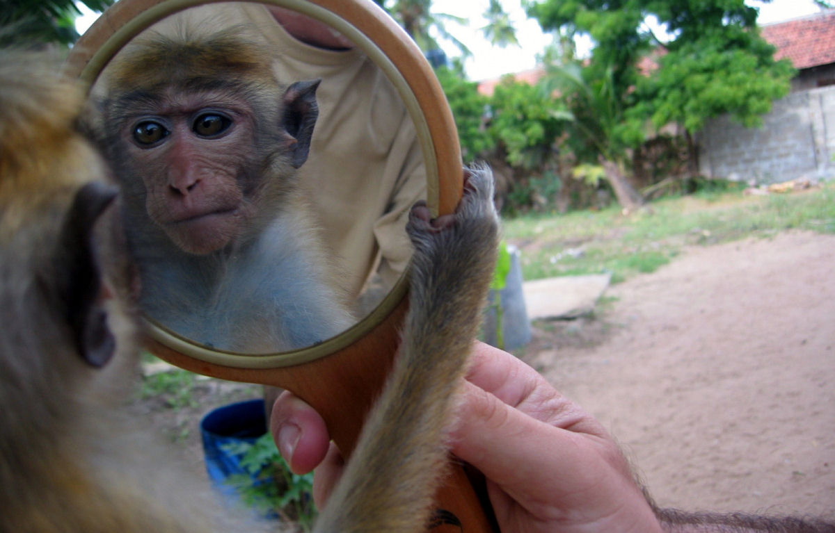 Exame do espelho: 10 animais que so conscientes de si mesmos