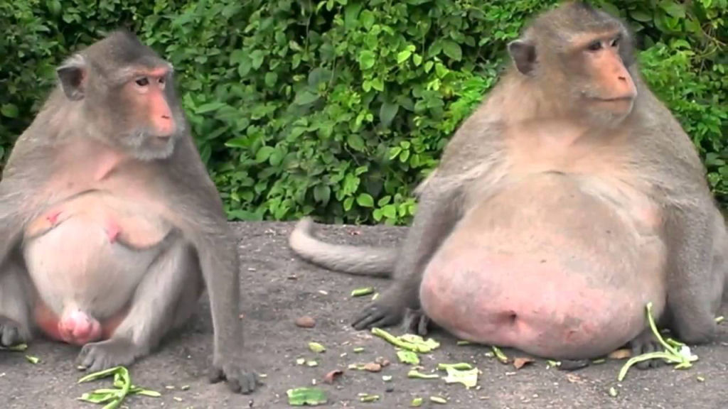 Macacos emagrecem 10% de seu peso em seis semanas por causa de uma nova protena que inibe a fome