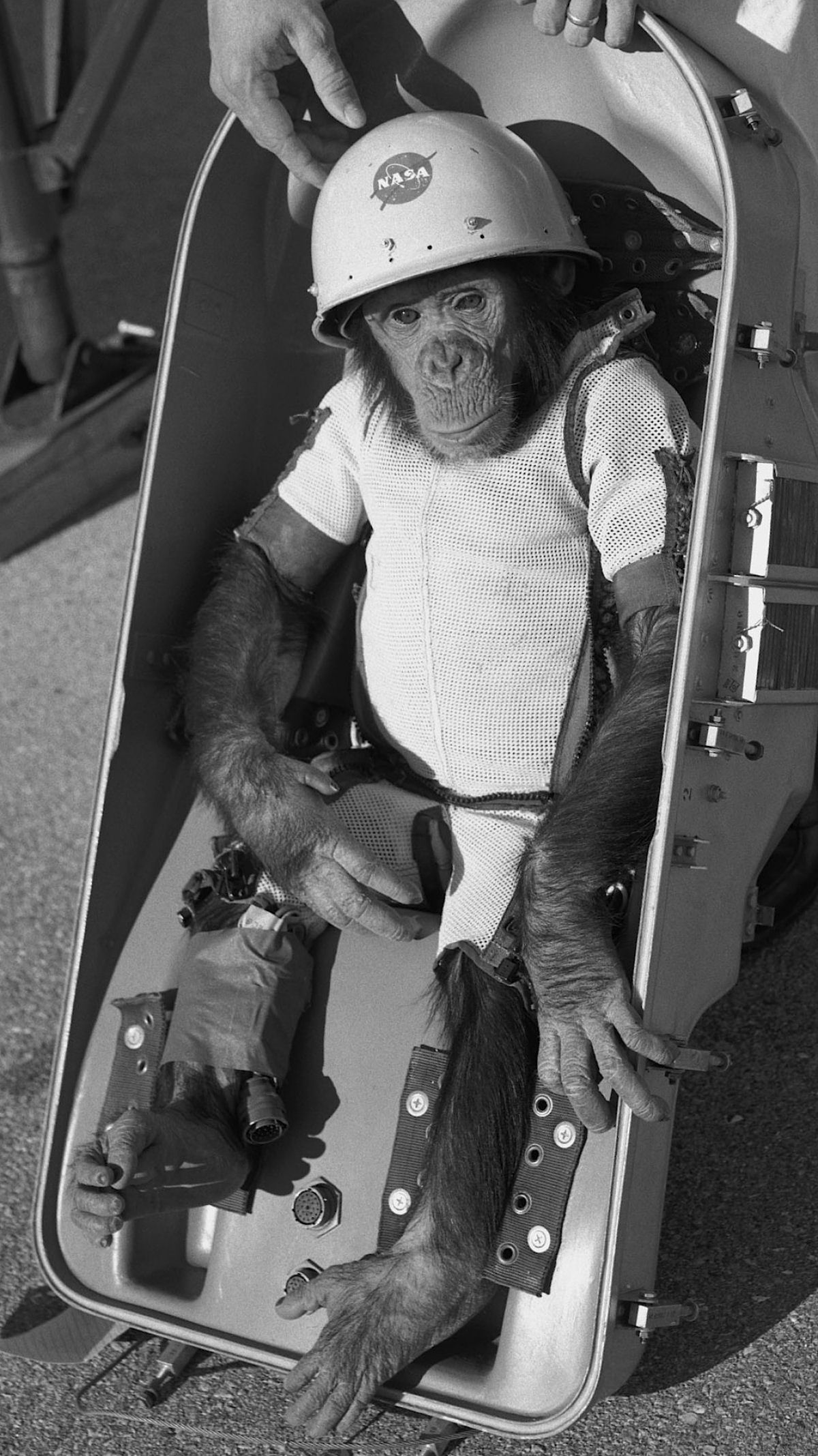 O que aconteceu com Ham, um dos primeiros chimpanzs astronauta?