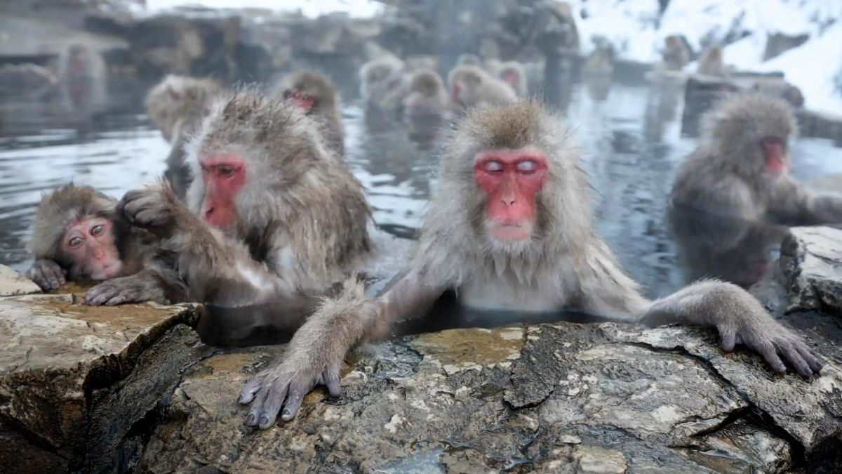 A história por trás dos macacos banhistas do Japão