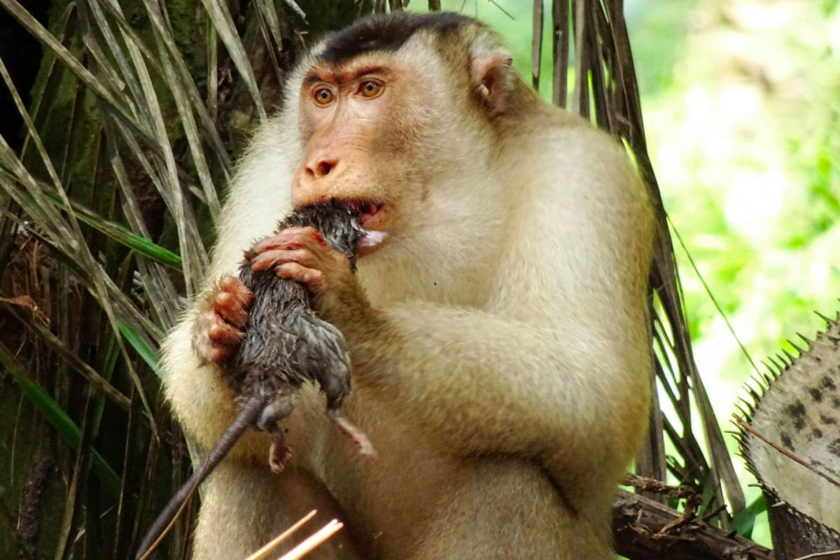 As inslitas imagens de macacos devorando ratazanas oferecem uma inesperada soluo para a biodiversidade
