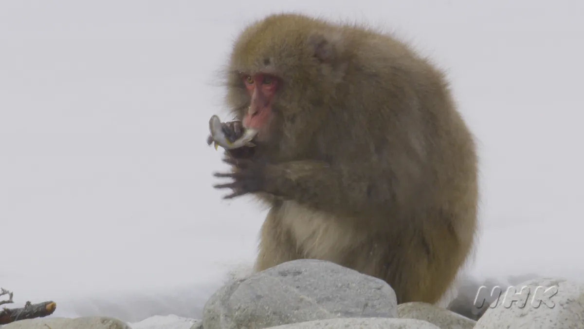 Estas so as primeiras imagens de um macaco-japons pescando