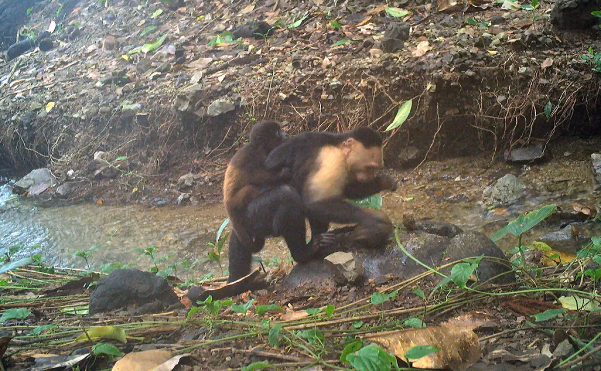 Macacos-prego estão sequestrando filhotes de bugios em uma estranha tradição vista pela primeira vez