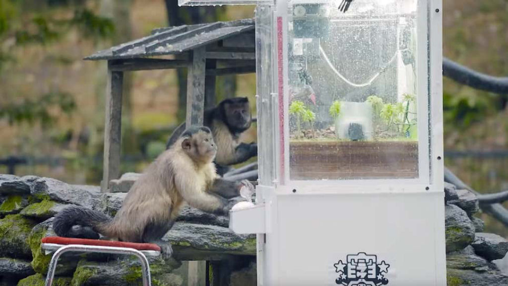 Grupo de macacos descobre como usar uma máquina de garra para conseguir um alimento