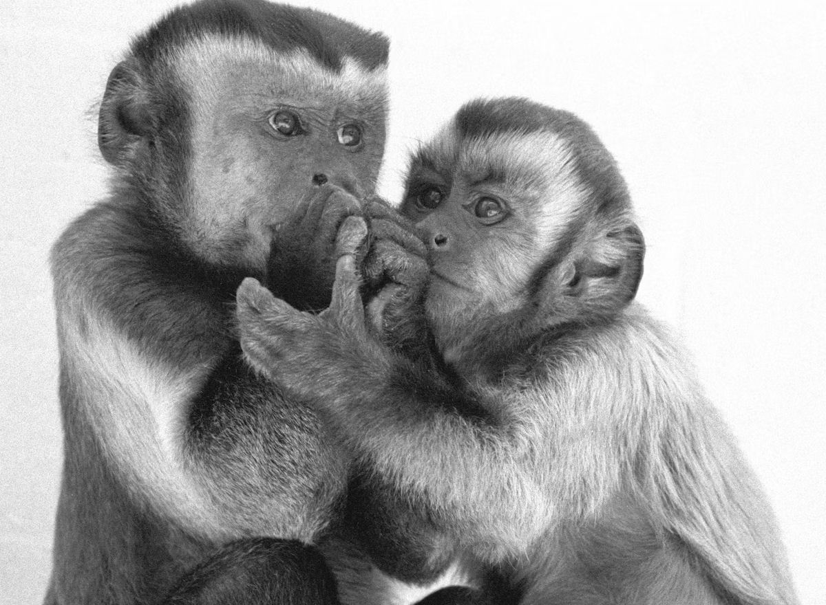 Como um macaco-prego reaje quando nota que est sendo prejudicado?