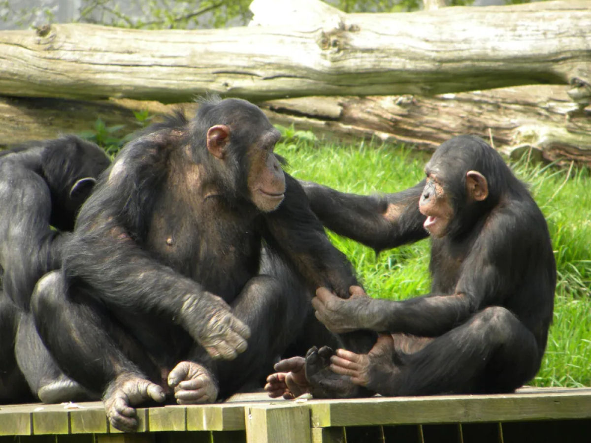 Os grandes primatas adoram provocar, cutucar e importunar, sugerindo que o desejo de irritar tem milhes de anos