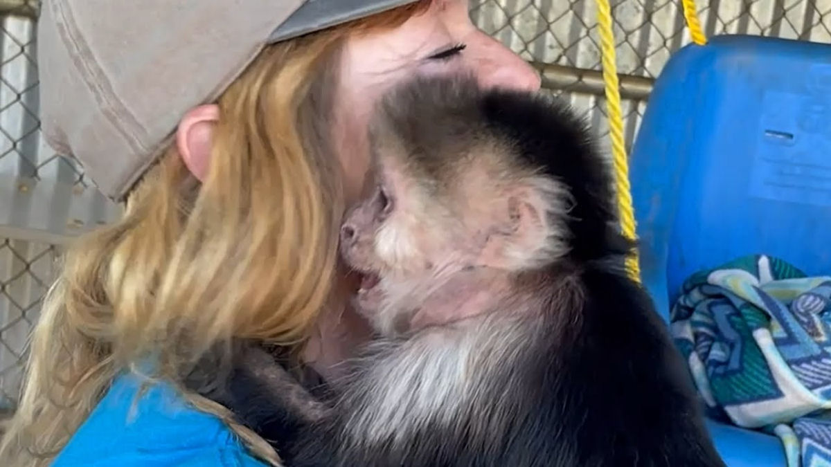 Macaquinhos idosos finalmente tem um lar para chamar de seu