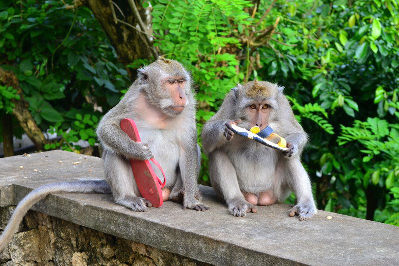 Os macacos punguistas de Bali que extorquem turistas depois de roubar seus objetos de valor
