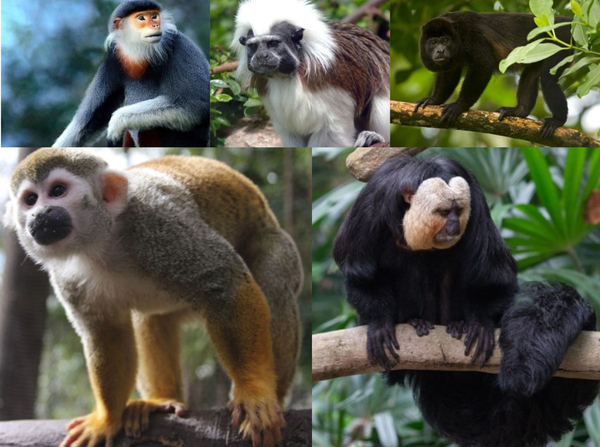 Mistrio evolucionrio: como os macacos africanos chegaram a Amrica do Sul?