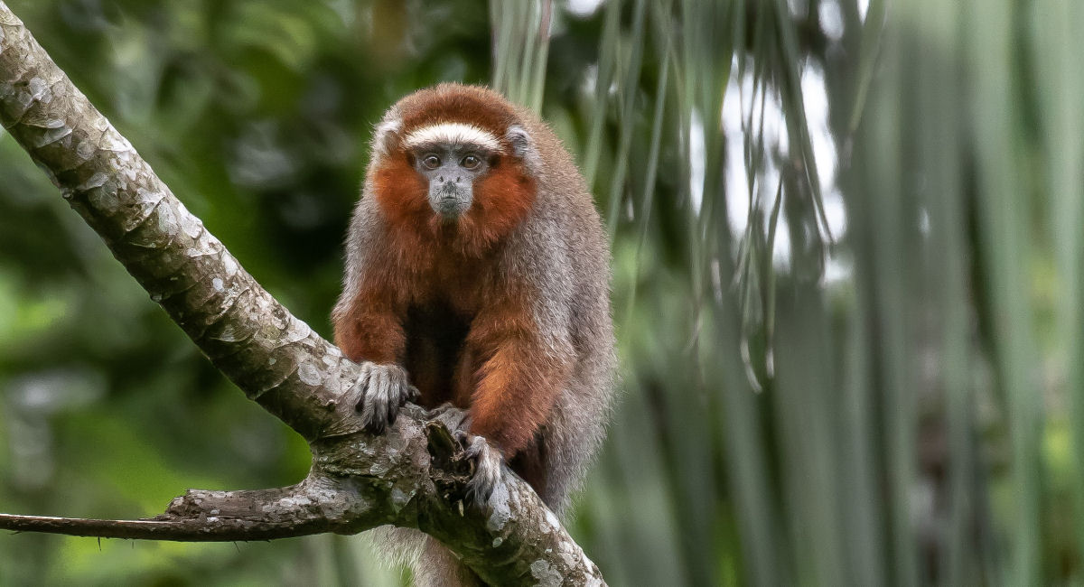 Mistrio evolucionrio: como os macacos africanos chegaram a Amrica do Sul?