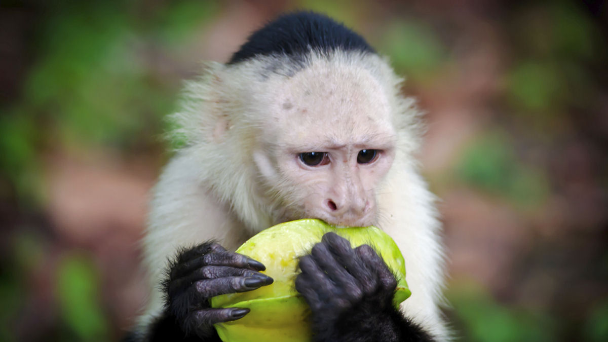 Mistrio evolucionrio: como os macacos africanos chegaram a Amrica do Sul?