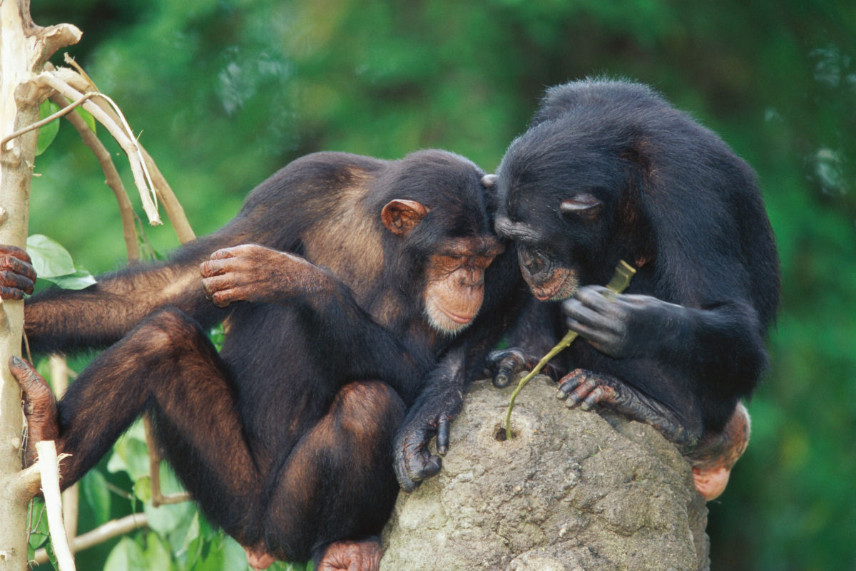 Uma me chimpanz ensina seu beb a pescar cupins
