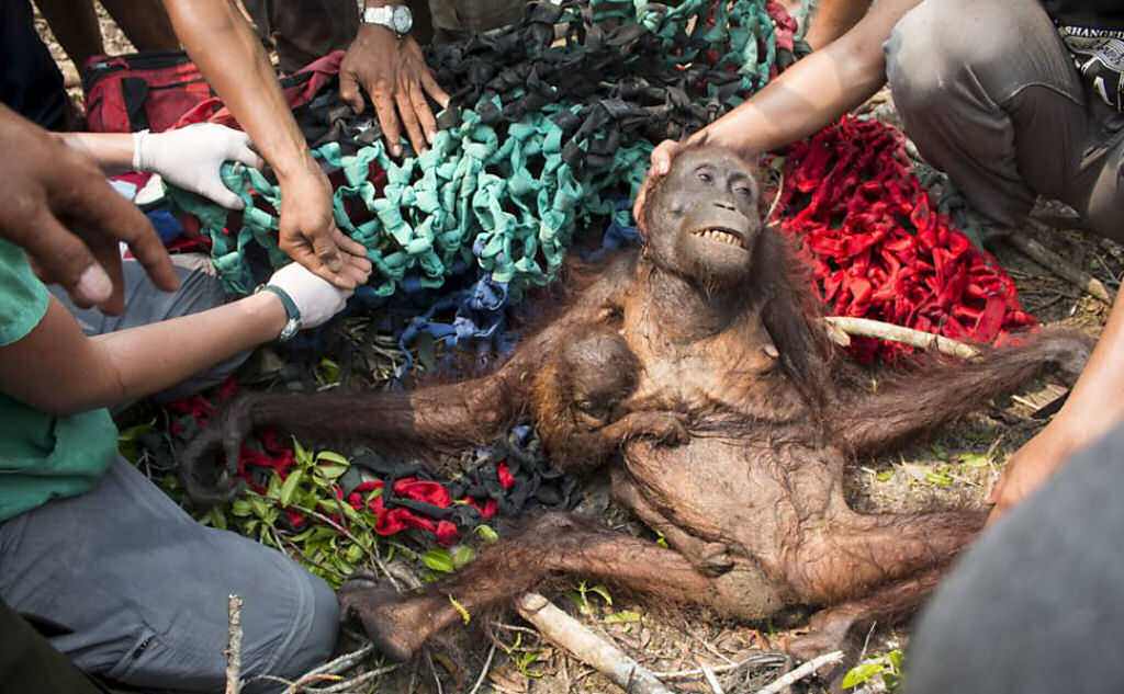 Me orangotango e seu beb so resgatados aps apedrejamento
