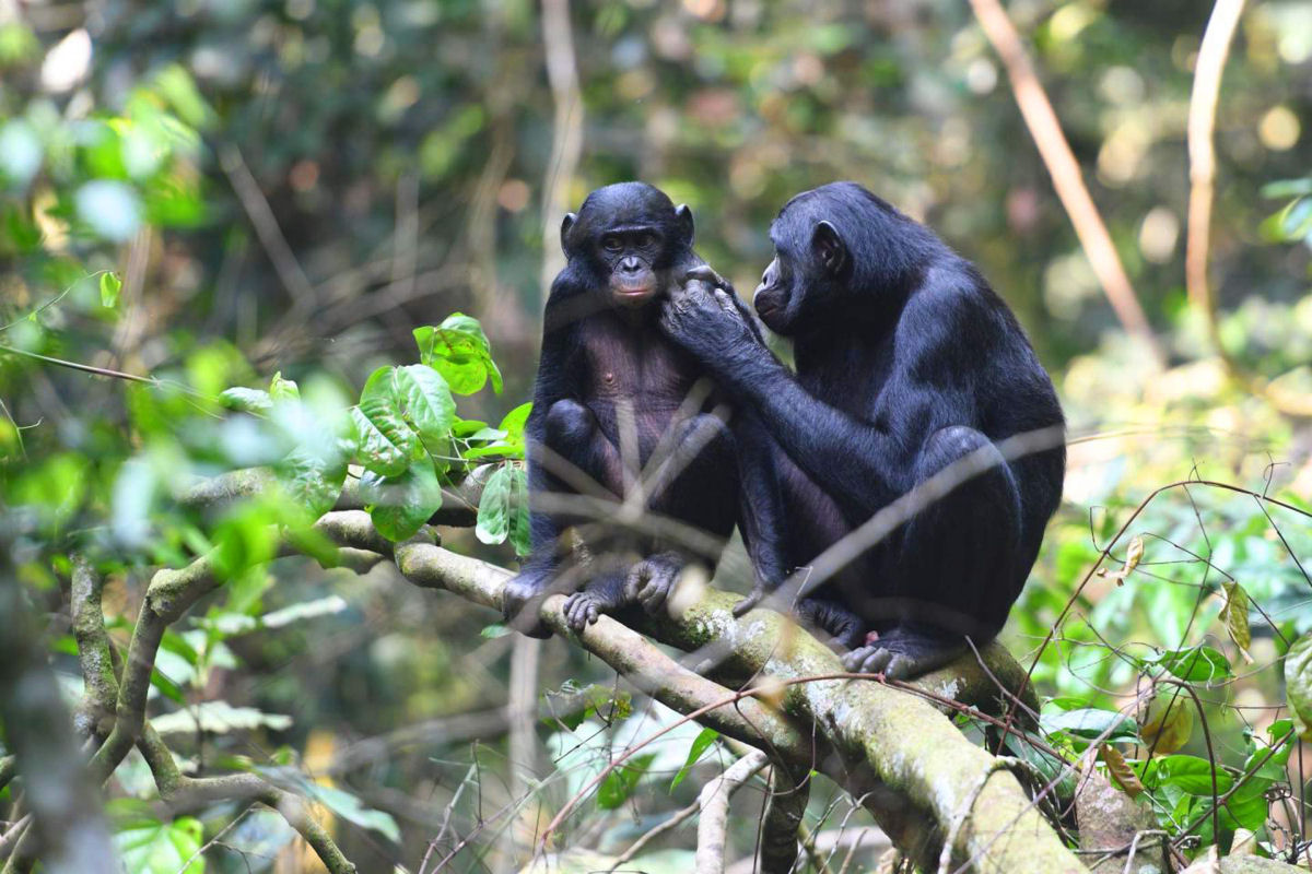 Mes bonobos arrastam seus filhos at fmeas ovulando