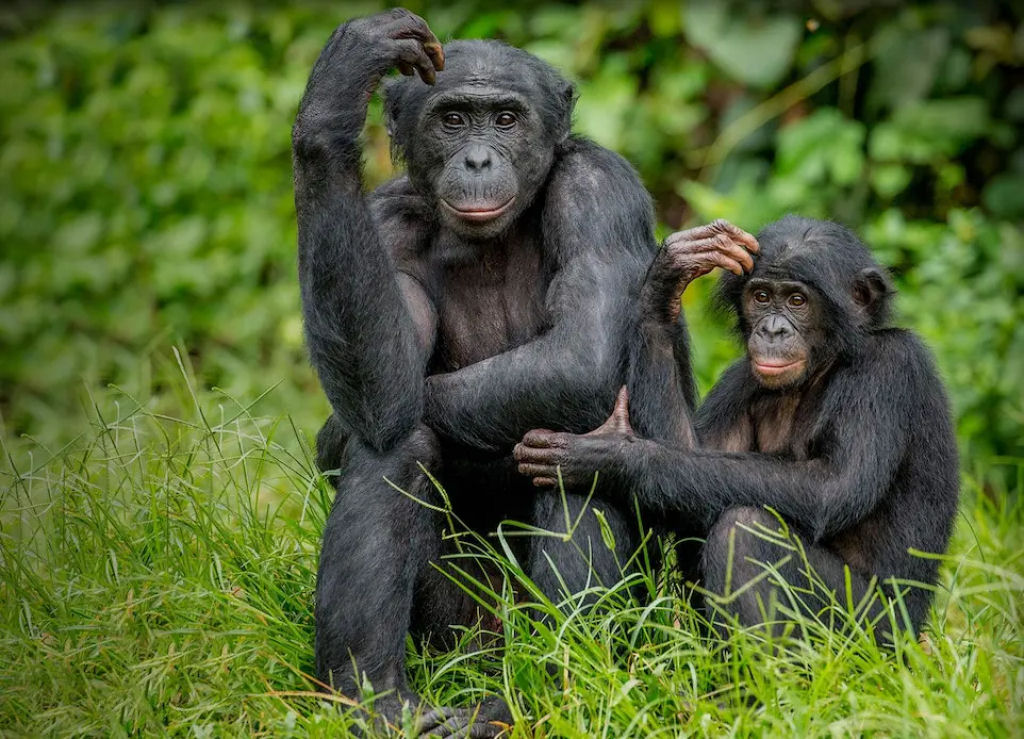 Mes bonobos arrastam seus filhos at fmeas ovulando