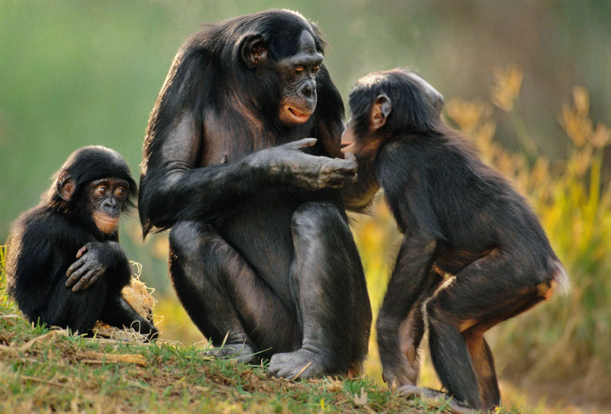 Mes bonobos arrastam seus filhos at fmeas ovulando