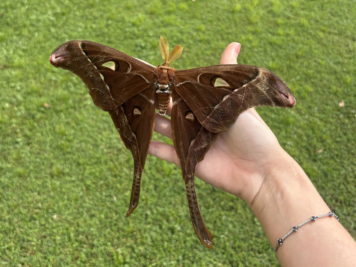 A mariposa-H�rcules faz jus ao seu nome, mas ela n�o � a maior do mundo