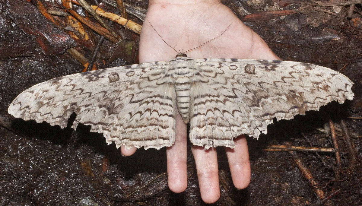 A mariposa-H�rcules faz jus ao seu nome, mas ela n�o � a maior do mundo