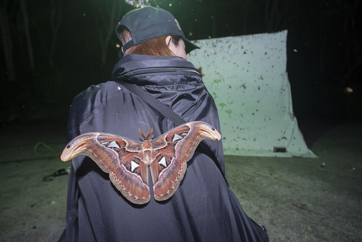 A mariposa-H�rcules faz jus ao seu nome, mas ela n�o � a maior do mundo