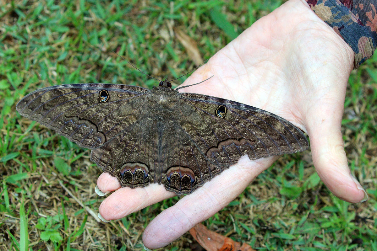 A mariposa-H�rcules faz jus ao seu nome, mas ela n�o � a maior do mundo