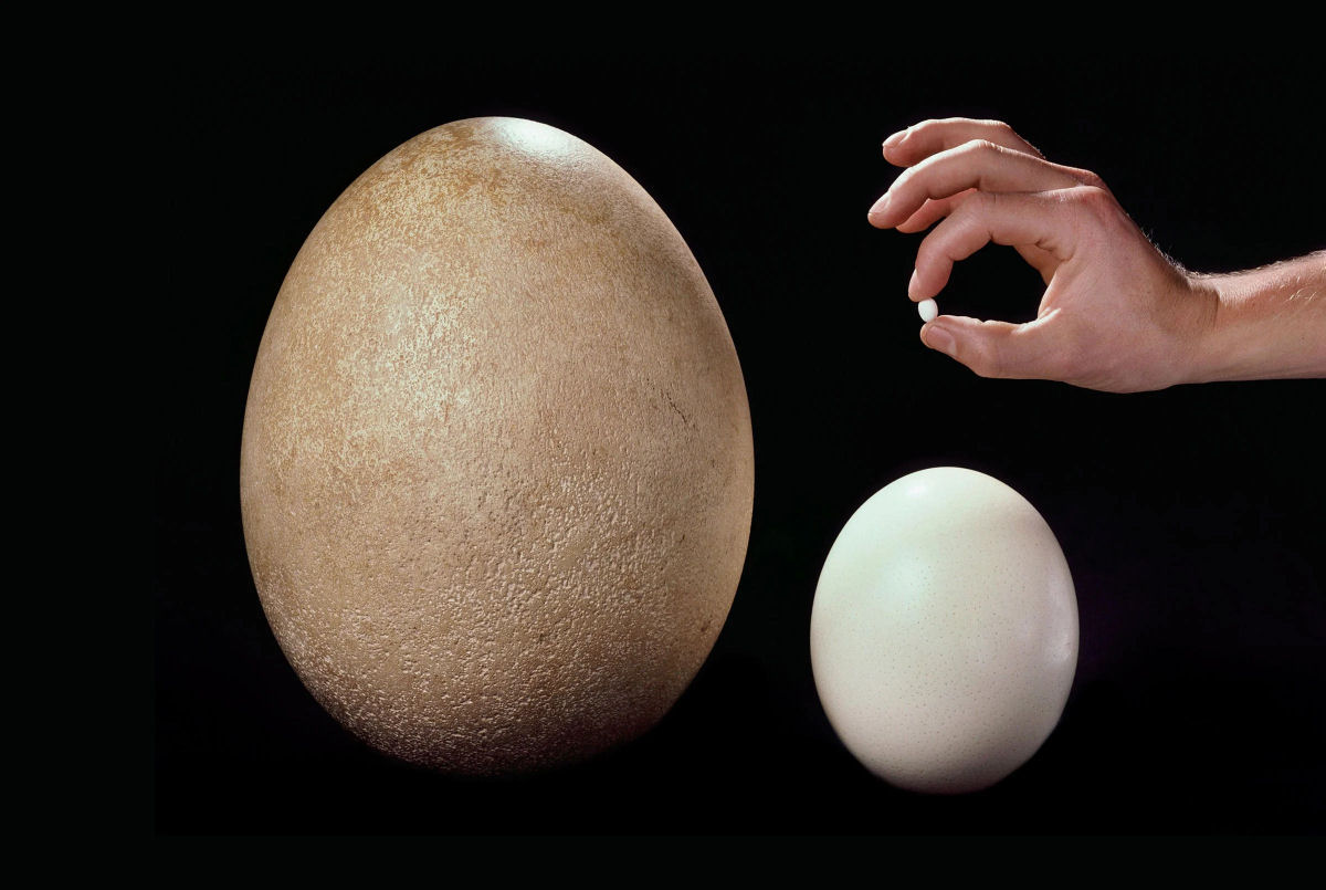 Este  o maior ovo de ave do mundo